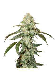 OG Kush Auto - 1