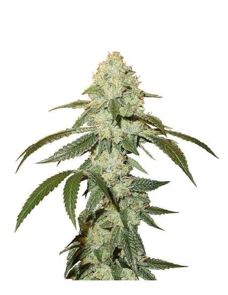 OG Kush Auto - 1
