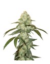 OG Kush Auto - 1
