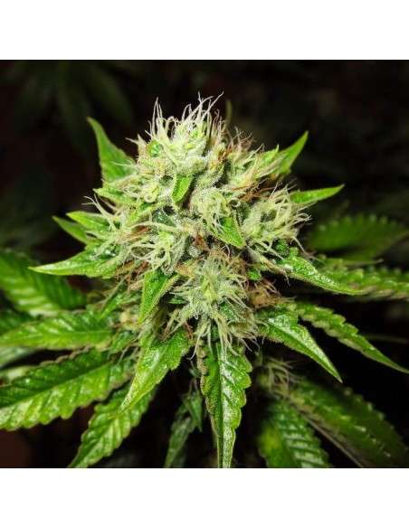 OG Kush Auto - 2