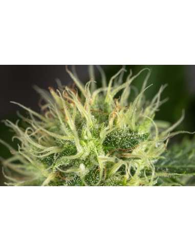 OG Kush Auto - 3