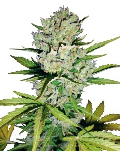 Super Skunk Auto - 1