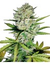 Super Skunk Auto - 1