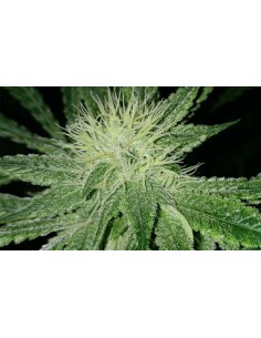 Amnesia Haze - 1