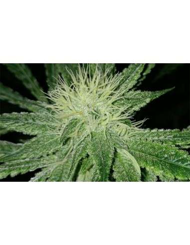 Amnesia Haze - 1