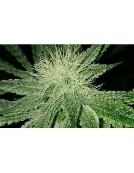 Amnesia Haze - 1