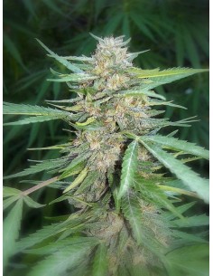 Amnesia Haze - 1 2