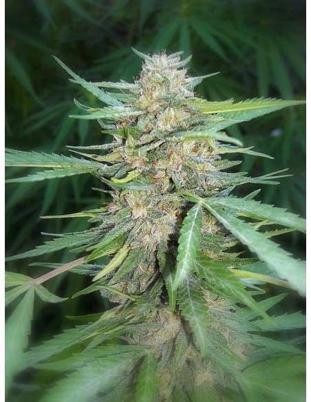 Amnesia Haze - 2