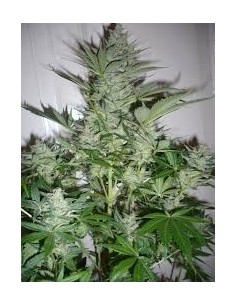 AK-47 - 1