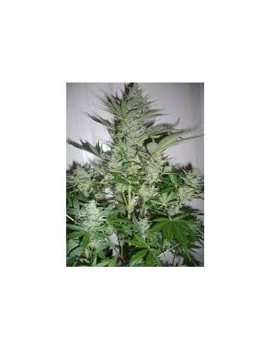 AK-47 - 1
