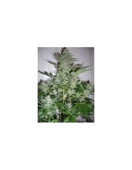 AK-47 - 1