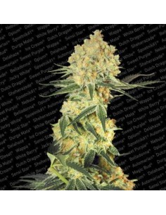 PARADISE SEEDS - Auto Wappa - 1