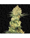 PARADISE SEEDS - Auto Wappa - 1
