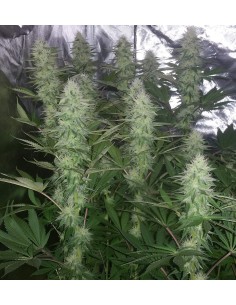 Chemdog - 1 2