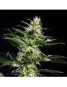Himalaya Gold - 1