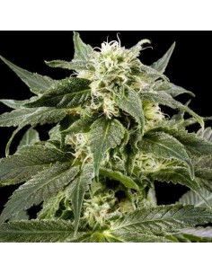 Himalaya Gold - 1 2