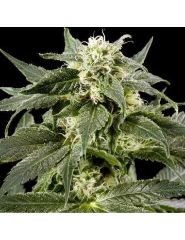 Himalaya Gold - 2