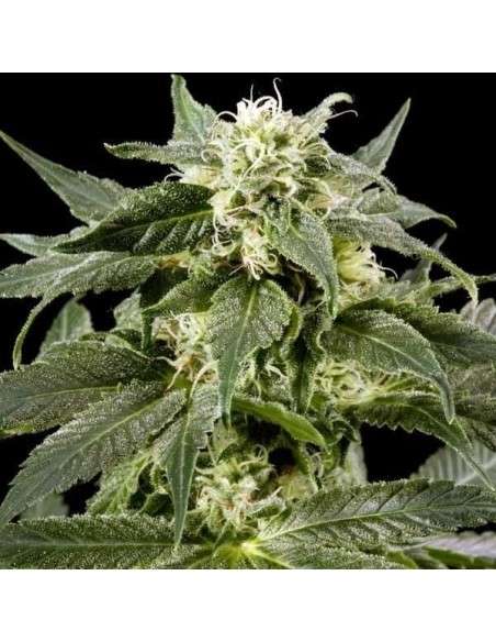 Himalaya Gold - 2