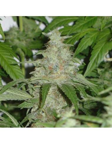 Himalaya Gold - 3