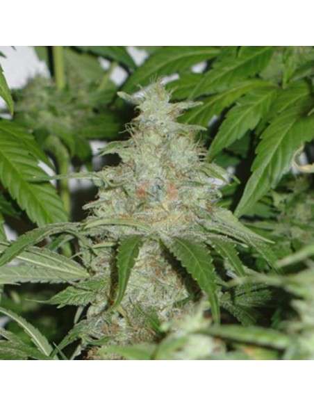 Himalaya Gold - 3