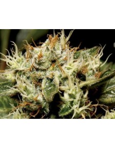 CBD Seeds - Yumbolt - 1