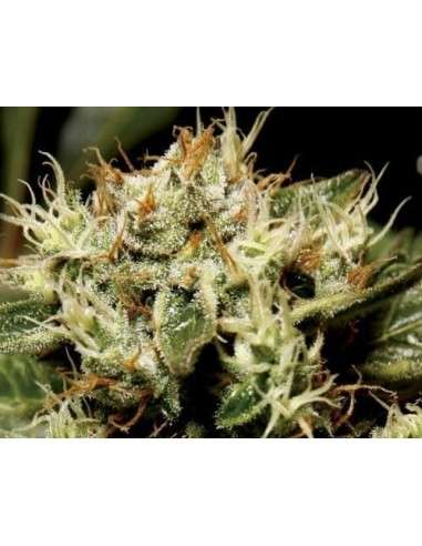 CBD Seeds - Yumbolt - 1
