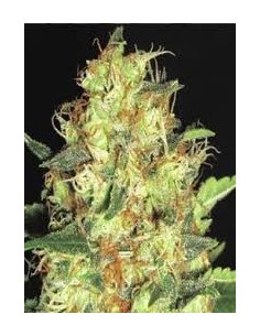 CBD Seeds - Zen - 1