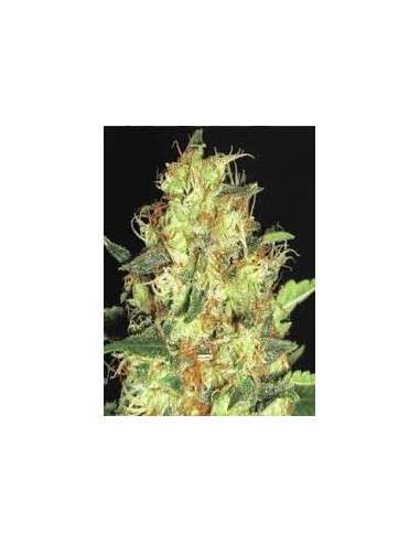 CBD Seeds - Zen - 1