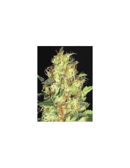CBD Seeds - Zen - 1