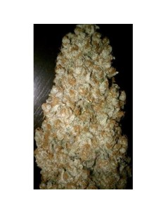PARADISE SEEDS - Auto Wappa - 1 2