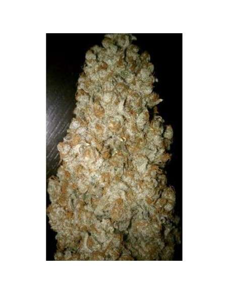 PARADISE SEEDS - Auto Wappa - 2