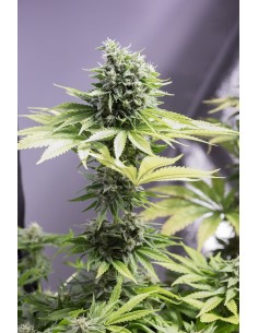 DINAFEM - Moby Dick CBD - 1