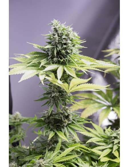 DINAFEM - Moby Dick CBD - 1