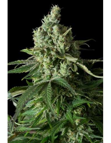 DINAFEM - Moby Dick CBD - 2