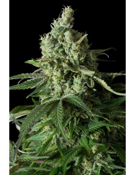DINAFEM - Moby Dick CBD - 2