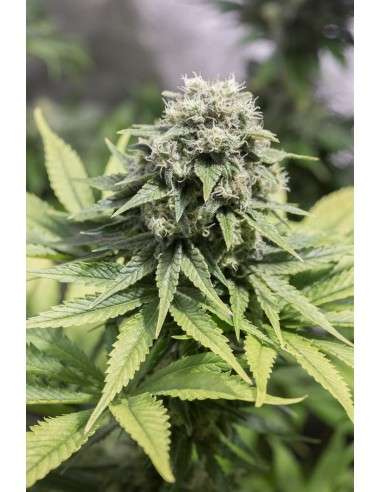 DINAFEM - Moby Dick CBD - 3