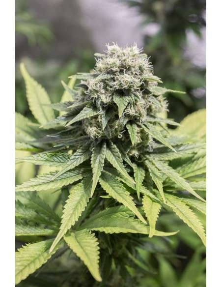 DINAFEM - Moby Dick CBD - 3
