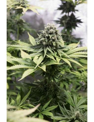DINAFEM - Moby Dick CBD - 4
