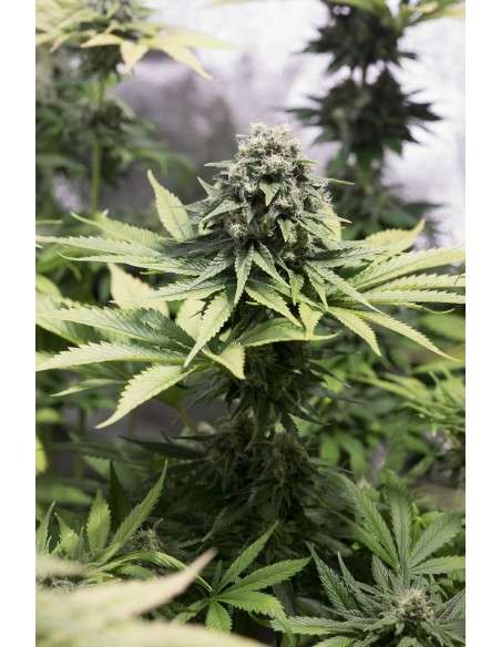 DINAFEM - Moby Dick CBD - 4