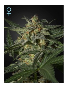 GREEN HOUSE SEEDS - White Widow Auto - 1