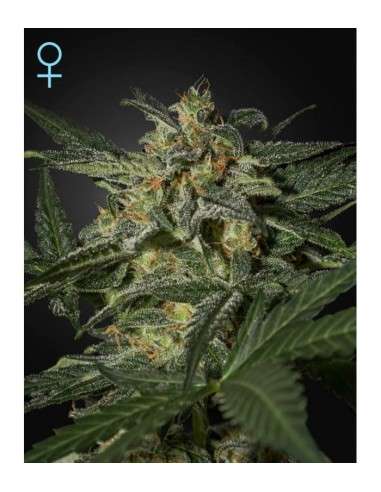 GREEN HOUSE SEEDS - White Widow Auto - 1
