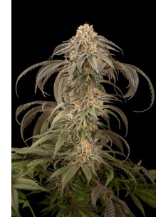 DINAFEM - Purple Afghan Kush - 1