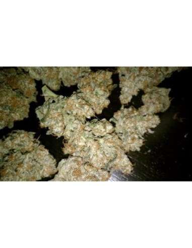 PARADISE SEEDS - Auto Wappa - 3