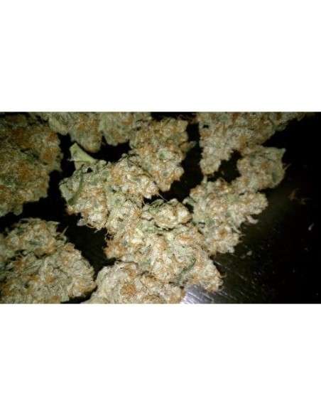 PARADISE SEEDS - Auto Wappa - 3