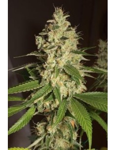 HUMBOLDT SEED - Raspberry Diesel - 1
