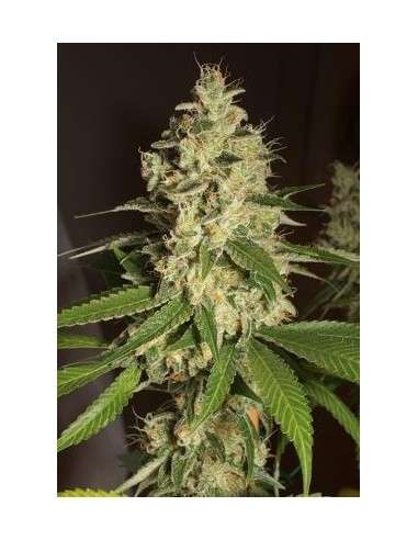 HUMBOLDT SEED - Raspberry Diesel - 1