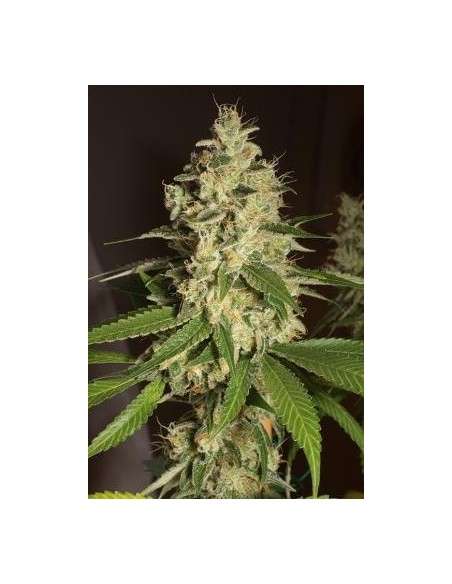 HUMBOLDT SEED - Raspberry Diesel - 1