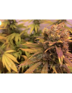 HUMBOLDT SEED - Raspberry Diesel - 1 2