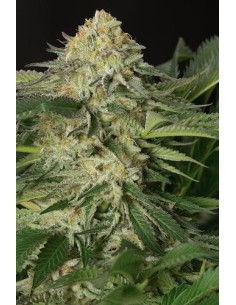 HUMBOLDT SEED - Lemon Garlic OG - 1