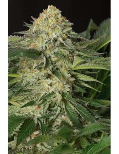 HUMBOLDT SEED - Lemon Garlic OG - 1